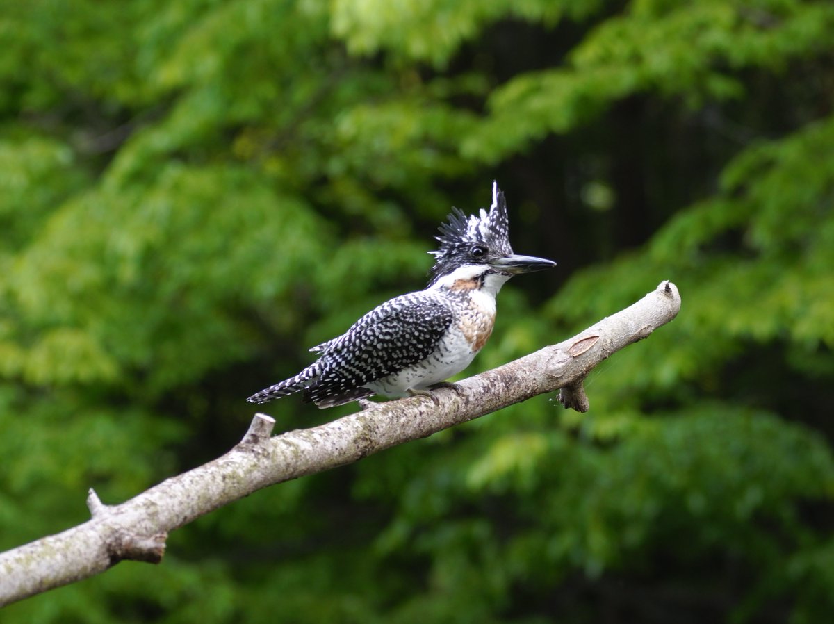 5axCamera's tweet image. Shot Hunter
野鳥撮影

#5Ax
#野鳥撮影 
#hunting