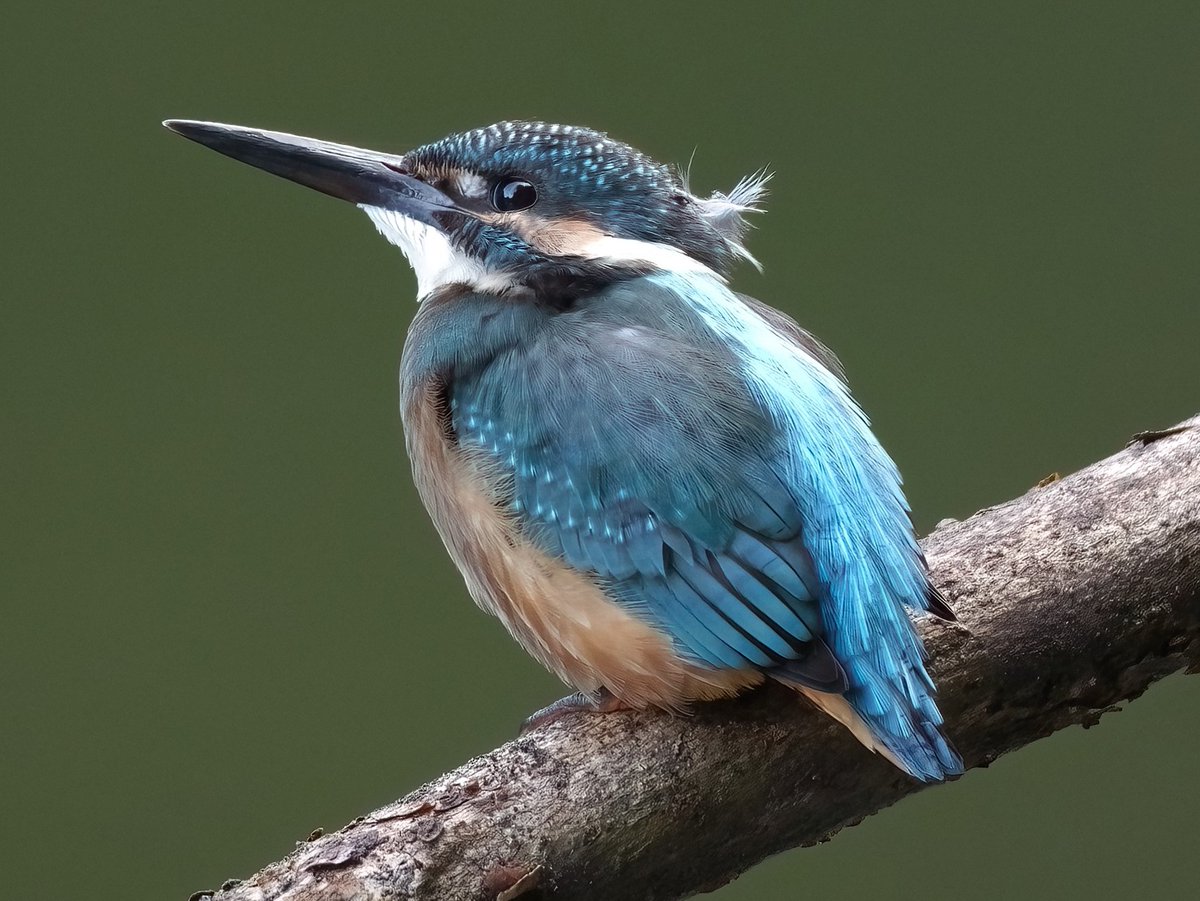 5axCamera's tweet image. Shot Hunter
野鳥撮影

#5Ax
#野鳥撮影 
#hunting