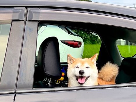 そのキラキラ、ほんと？
⬇️柴犬１コマ劇場　インフルエンサーのリアル⬇️
shiba-suki.com/real/

※モデル
<a href="/koume_shibawan/">柴犬小梅 @ぼけ〜っとしているおばあワン</a> さんちの小梅
<a href="/Shiba__Siiti_/">柴犬しーち 🐾 Sîti</a> さんちのしーち
<a href="/kaorutama1966/">🐾薫🐾</a> さんちのペス
<a href="/suzkusama/">朱雀様＆モモコお嬢様。</a> さんちのモモコお嬢様
<a href="/fukuyuki_3224/">ふくゆき成長期</a> さんちのふくまる
<a href="/curepinf/">キュアピンフ</a> さんちのダイヤ