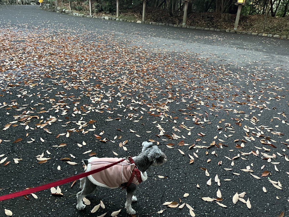 Rizaschnauzer's tweet photo. あさんぽ🐶
朝からおじさんは落ち葉🍂踏んで滑って転びかけました🤫 https://t.co/colBNwoPXN