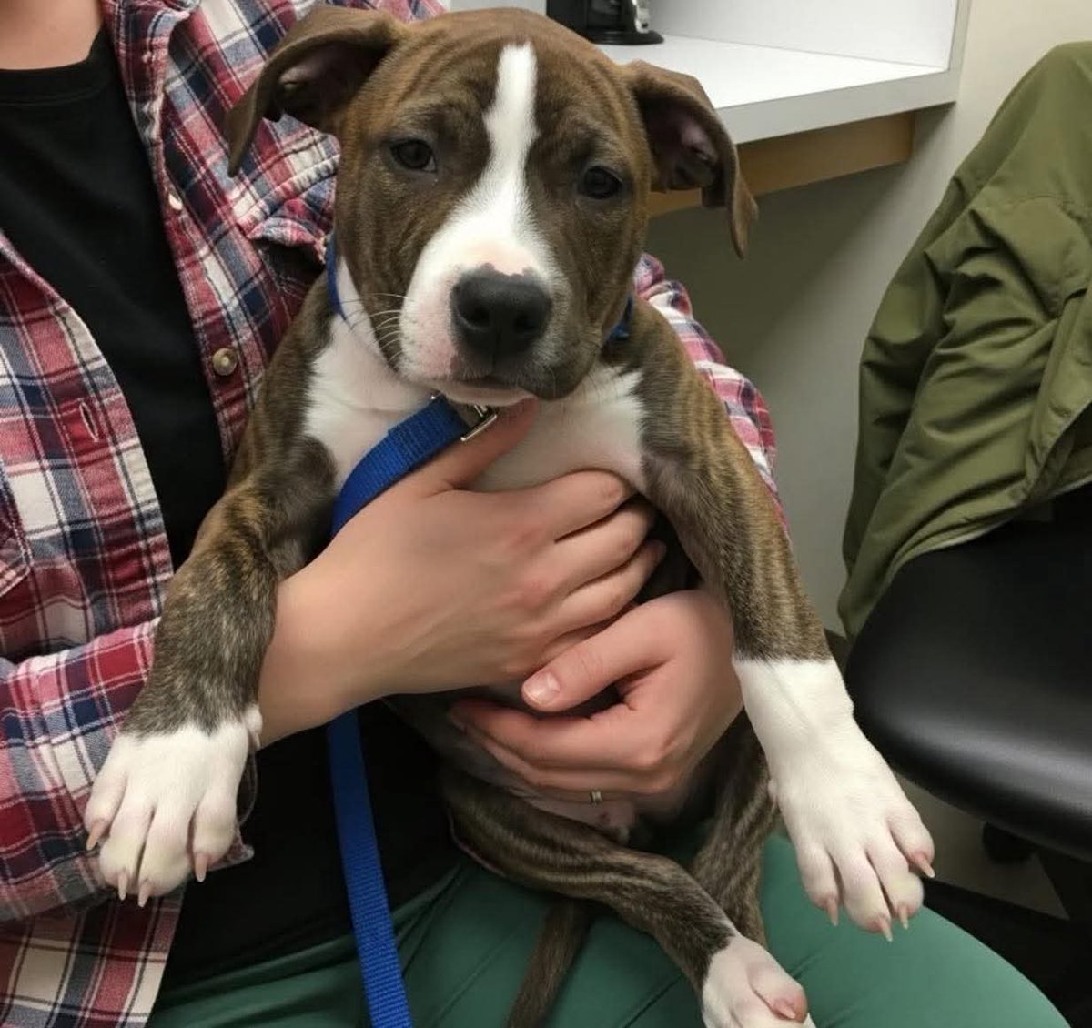 CrazyVibes_1's tweet image. On Dec 18, 2026 we found this quiet soul sitting alone, pacing the same small circle over and over.
We named him Milo.

When Milo first came to us, we hoped it was stress.
Something temporary.
Something that time could fix.

Basic exams.
Blood tests.
Neurological checks.…