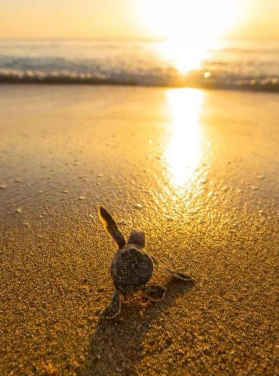 AMAZlNGNATURE's tweet image. Baby turtle begins his life
