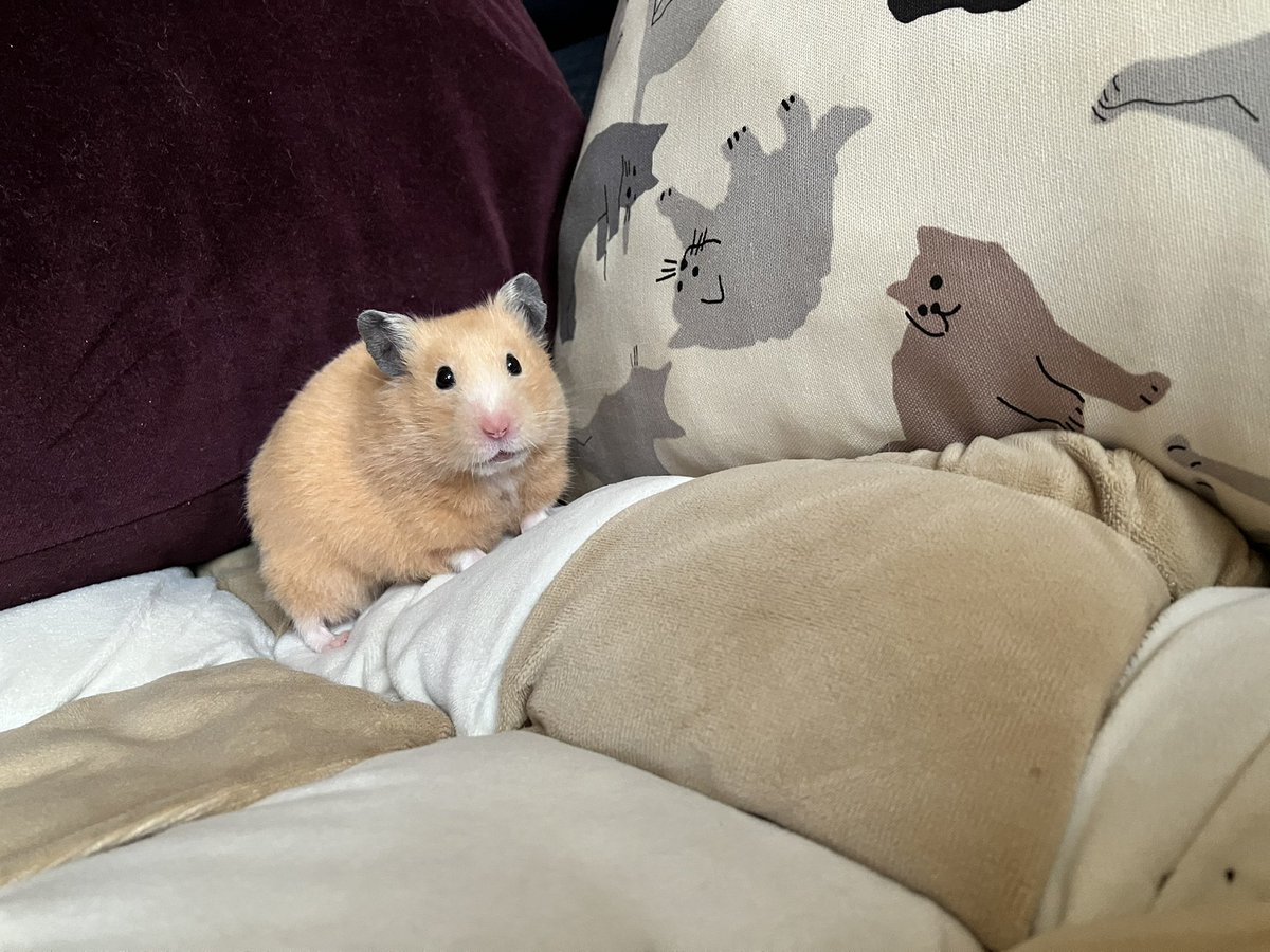 ネズミ🐹 (@mouse10162) / Posts / X