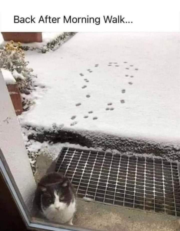 Neilfan12's tweet image. 🐈‍⬛❄ #Cat #Winter #TooCold ❄🐈‍⬛