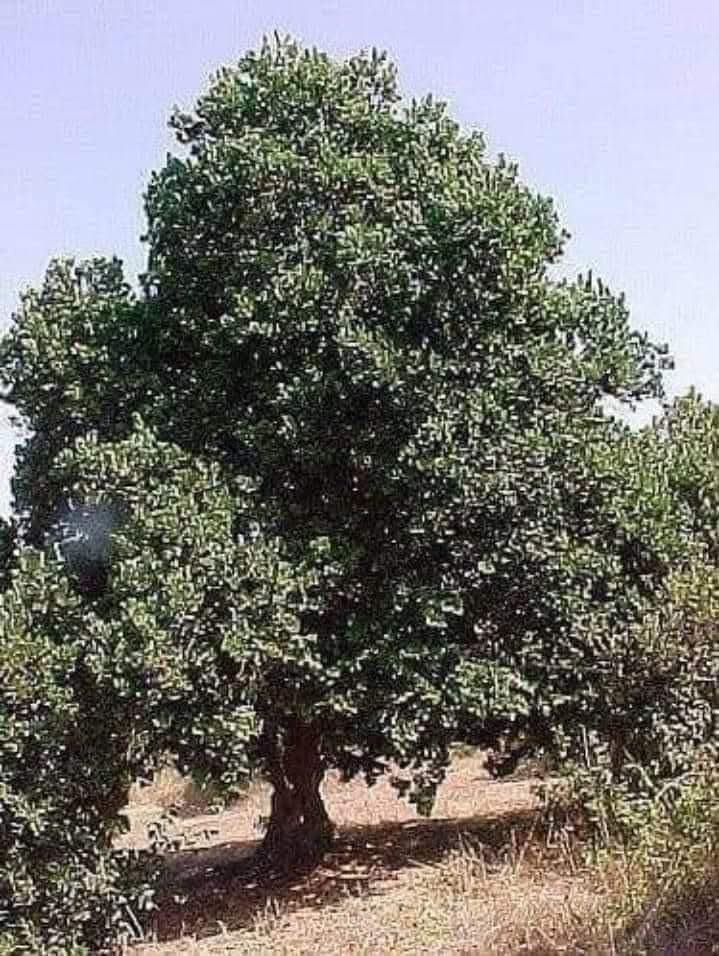 Chileokulto's tweet photo. A PLANTAR PEUMO; árbol nativo mapuche, equivale a 10 aires acondicionados enfriando el ambiente.
LEYÓ BIEN, 10 AIRES ACONDICIONADOS.
En tiempos de calor, ellos liberan humedad al ambiente. 
NO REQUIEREN TANTO RIEGO
Aquí un buen dato dónde comprar y cuanto vale un árbol de Peumo. https://t.co/5zEvwtMuW9