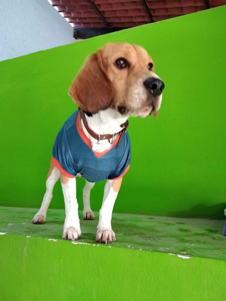 PETER ECHEVERRIA tweet media