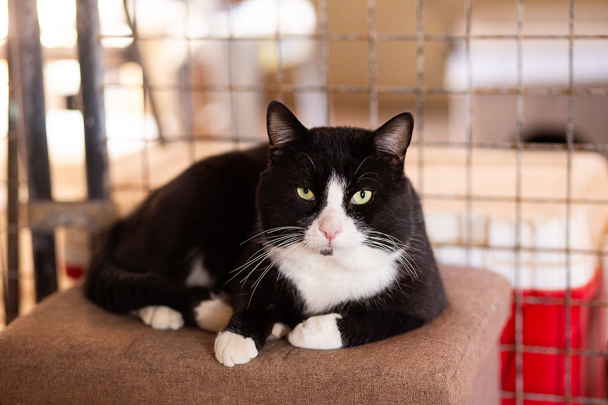 Uncle Potato was adopted in Arizona, but if FIV+ former toms are your thing, we have several available!!

Baker, Mason, Medium Cheddar, and Busta Rhymes, who are all the "same" as Uncle Potato. We have a transport headed to California right after Christmas. AZ would be best!