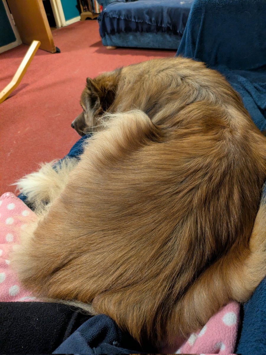 CamasTheCollie's tweet image. Snuggles. 🐾🐾🛋️🙂
#BorderCollie
#SofaSnuggles
#SundayEvening