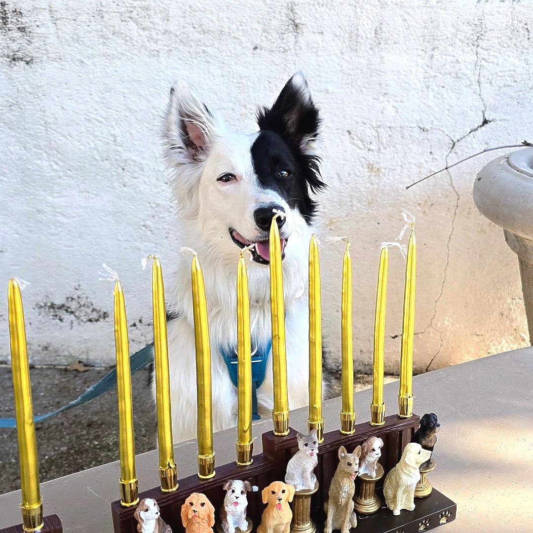 Santa Monica Mt Fund tweet media