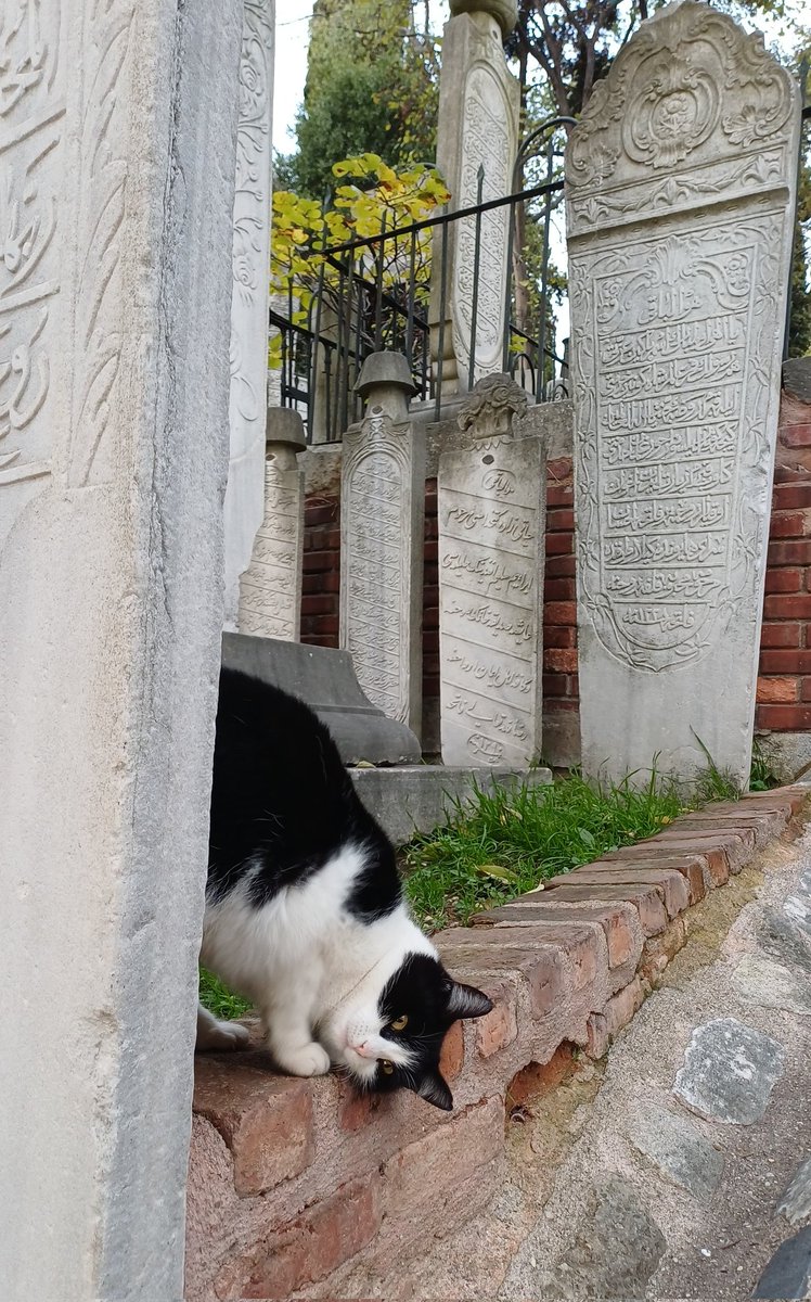 İki tane kedi resmi cekeyim dedim verdiği poza bak