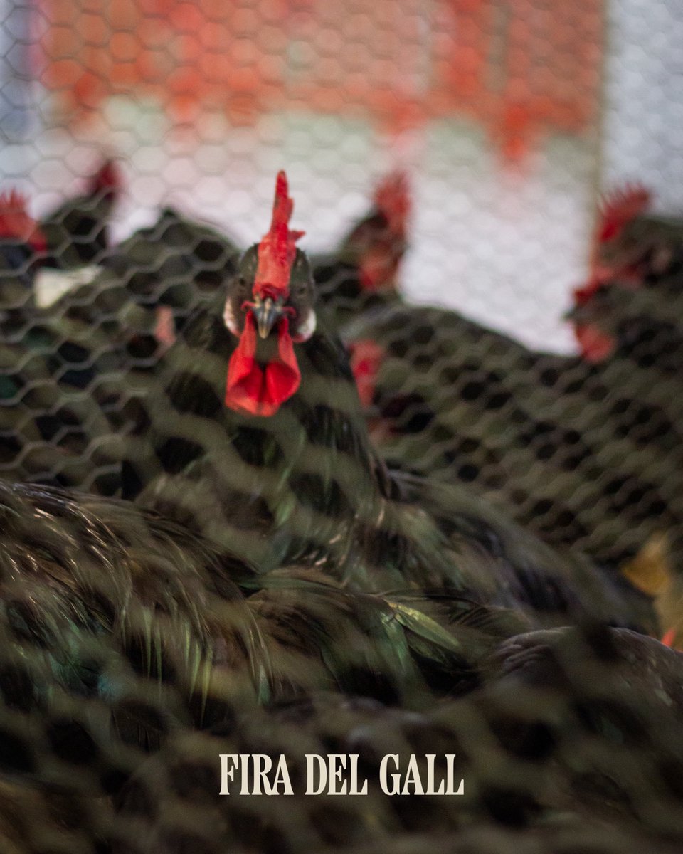 Fira del Gall tweet media