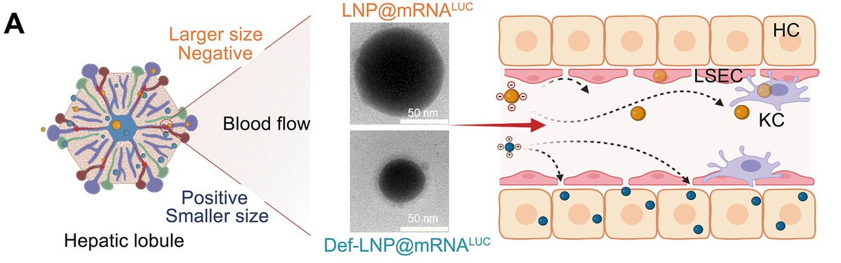 ScienceTM's tweet image. A research team presents mRNA-encapsulating lipid nanoparticles that treat fatty liver disease in large animals without generating oxidative stress, and can sensitize #HCC tumors in mice to checkpoint blockade #immunotherapy. @Tsinghua_Uni scim.ag/4rvPWzT