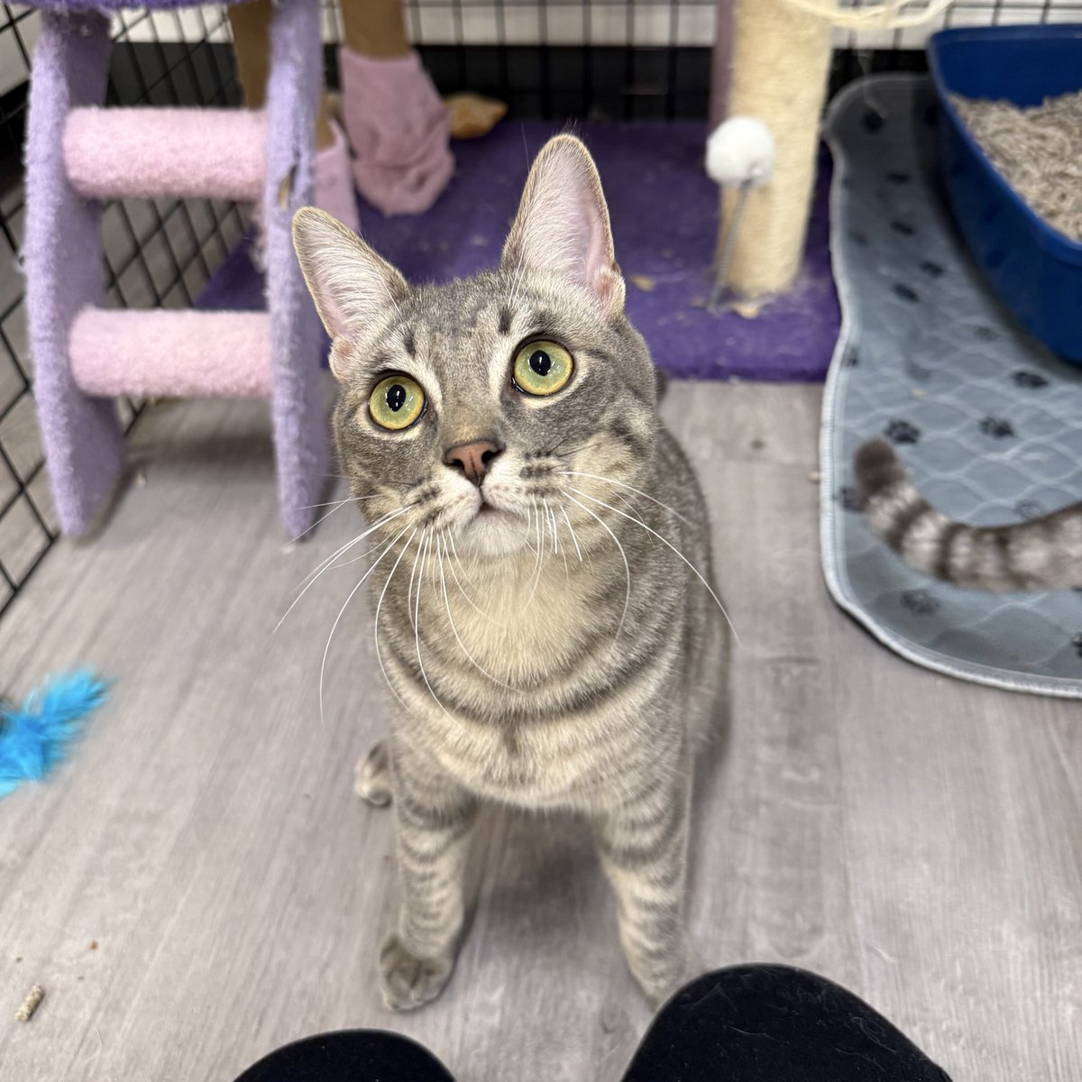 feederofcats's tweet image. 📍 SF Bay Area

Well, it looks like all of our sweet, purring kittens will be spending their first Christmas without a family. But maybe they'll have better luck in the new year?

All kittens are fixed, vaccinated, and microchipped.

friendsofbearcatrescue.org/contact