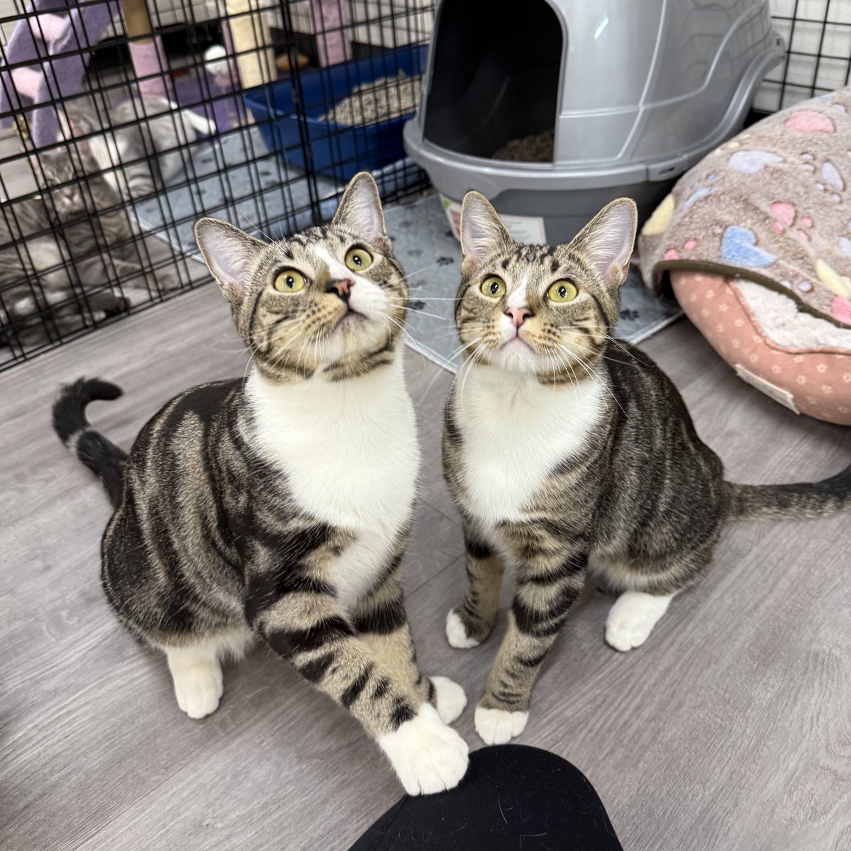 feederofcats's tweet image. 📍 SF Bay Area

Well, it looks like all of our sweet, purring kittens will be spending their first Christmas without a family. But maybe they'll have better luck in the new year?

All kittens are fixed, vaccinated, and microchipped.

friendsofbearcatrescue.org/contact