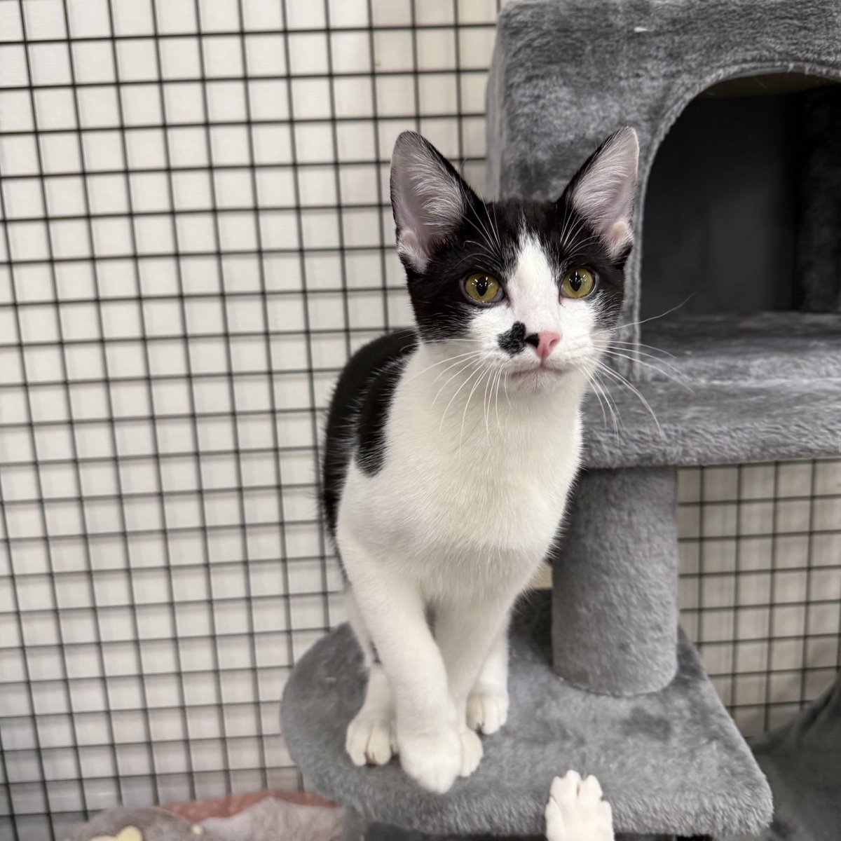 feederofcats's tweet image. 📍 SF Bay Area

Well, it looks like all of our sweet, purring kittens will be spending their first Christmas without a family. But maybe they'll have better luck in the new year?

All kittens are fixed, vaccinated, and microchipped.

friendsofbearcatrescue.org/contact