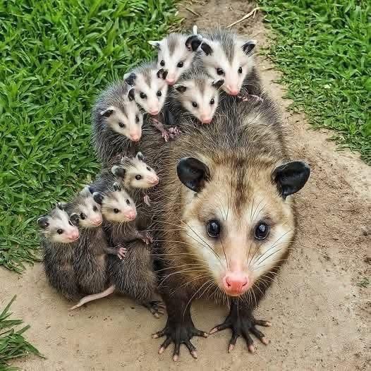 possum mom and her babies family photo