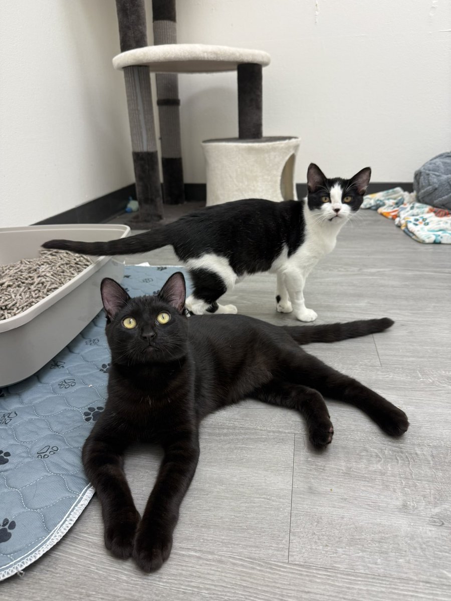 Friends of Bear Cat Rescue tweet media