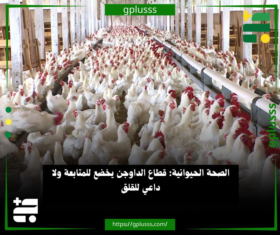 الصحة الحيوانية: قطاع الداوجن يخضع للمتابعة ولا داعي للقلق. مركز الصحة الحيوانية أكد متابعته للوضع الصحي لقطاع الدواجن في مختلف مناطق البلاد، ضمن مهامه الرقابية والفنية المتعلقة بالأمراض الحيوانية.. المركز قال فب بيان له، إن تشخيص الأمراض الوبائية في الدواجن لا يمكن أن يُبنى على المشاهدات الميدانية أو التداول الإعلامي، وإنما يعتمد حصريًا على الإجراءات المخبرية المعتمدة، وفقًا للمعايير العلمية المعترف بها.. المركز أضاف أن بعض الأمراض الفيروسية التي تصيب الدواجن قد تتشابه في مظاهرها السريرية، الأمر الذي يستوجب التحقق المخبري الدقيق قبل إصدار أي توصيف أو استنتاج، حفاظًا على المصلحة العامة، واستقرار القطاع، ومنع تداول معلومات غير دقيقة.. ويطمئن المركز المواطنين بأن الوضع الصحي العام يخضع للمتابعة الفنية، ولا توجد في الوقت الراهن أي مؤشرات تستدعي 