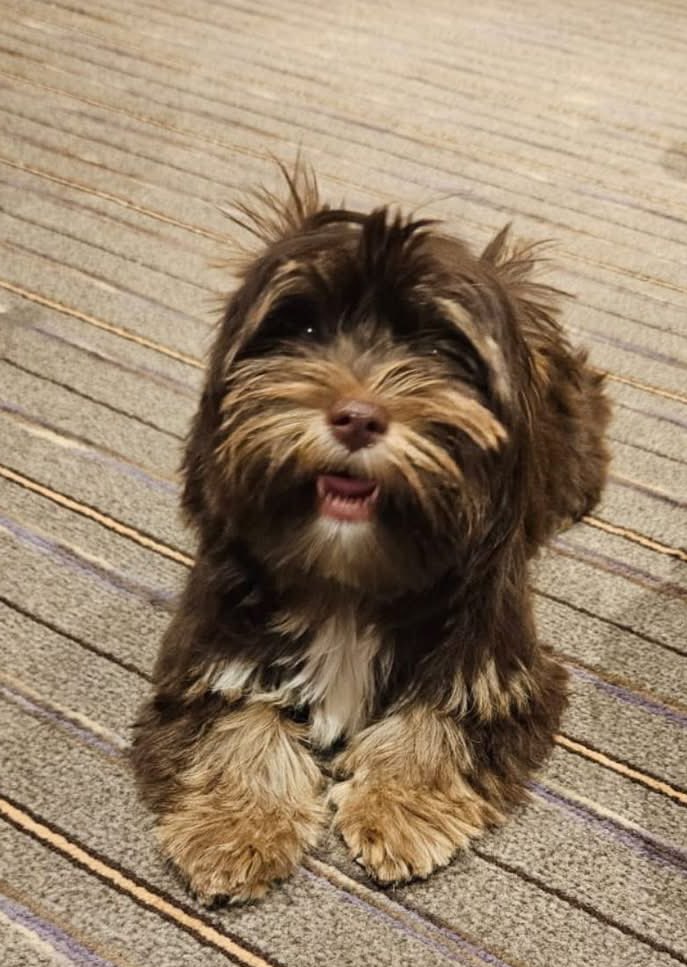 VetsGetScanning's tweet photo. #PUPPY MISSING SINCE 19.12.25 #HUYTON, #Liverpool, #Merseyside, #L14 AREA 

Female, 10 months old, belongs to an ELDERLY OWNER, some family helping but are not local. Logged missing with Dog Wardens. If FOUND she can be taken to any veterinary clinic to have her microchip registration checked to bring her back home. 

Any info please CONTACT: 079330345442

Family are not used to using Facebook and not local

FB: https://t.co/hgvKZlTc41

Doglost website: https://t.co/USLvBJbaAL

#LostDog #MissingDog #TheftByFinding #PetTheftReform #PetAbduction #ScanMe #MakeChipsCount