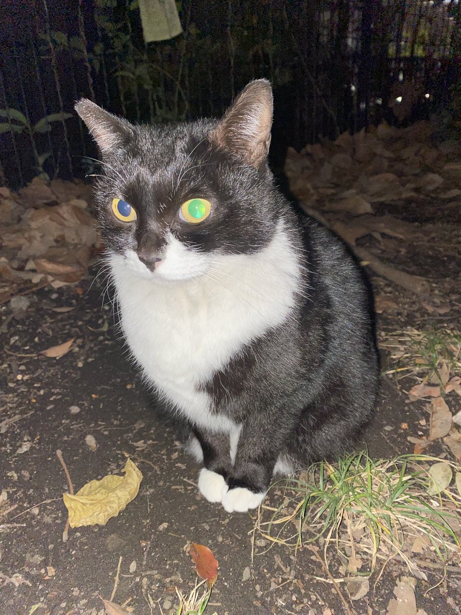 にゃん太郎 (@nyannyan__taro) / Posts / X