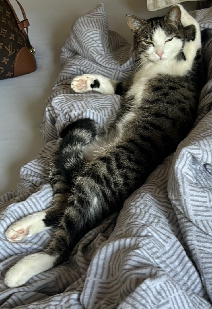 who‘s my cat rizzing bro