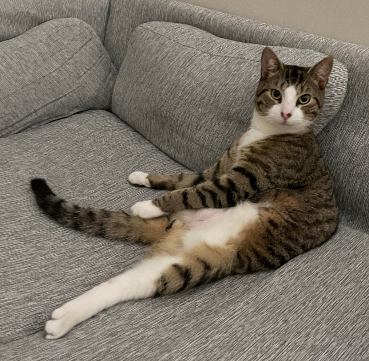 ASPCA's tweet image. Omelette was brought to the ASPCA Animal Hospital suffering from a traumatic brain injury &amp;amp; multiple other severe injuries, both old &amp;amp; new. After a much-needed leg amputation &amp;amp; some TLC, Omelette found himself the perfect family, both human &amp;amp; feline alike! bit.ly/3YIBhE1