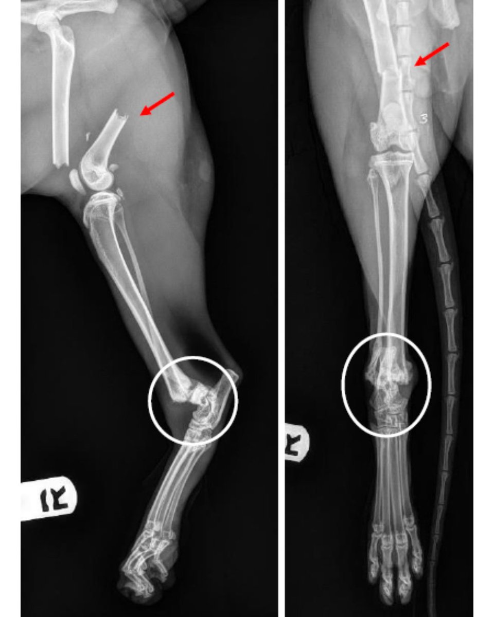ASPCA's tweet image. Omelette was brought to the ASPCA Animal Hospital suffering from a traumatic brain injury &amp;amp; multiple other severe injuries, both old &amp;amp; new. After a much-needed leg amputation &amp;amp; some TLC, Omelette found himself the perfect family, both human &amp;amp; feline alike! bit.ly/3YIBhE1