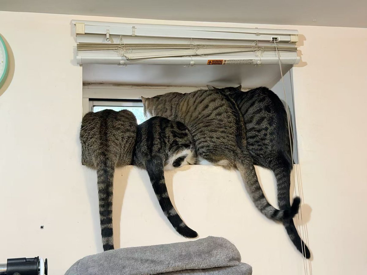 ASPCA's tweet image. Omelette was brought to the ASPCA Animal Hospital suffering from a traumatic brain injury &amp;amp; multiple other severe injuries, both old &amp;amp; new. After a much-needed leg amputation &amp;amp; some TLC, Omelette found himself the perfect family, both human &amp;amp; feline alike! bit.ly/3YIBhE1