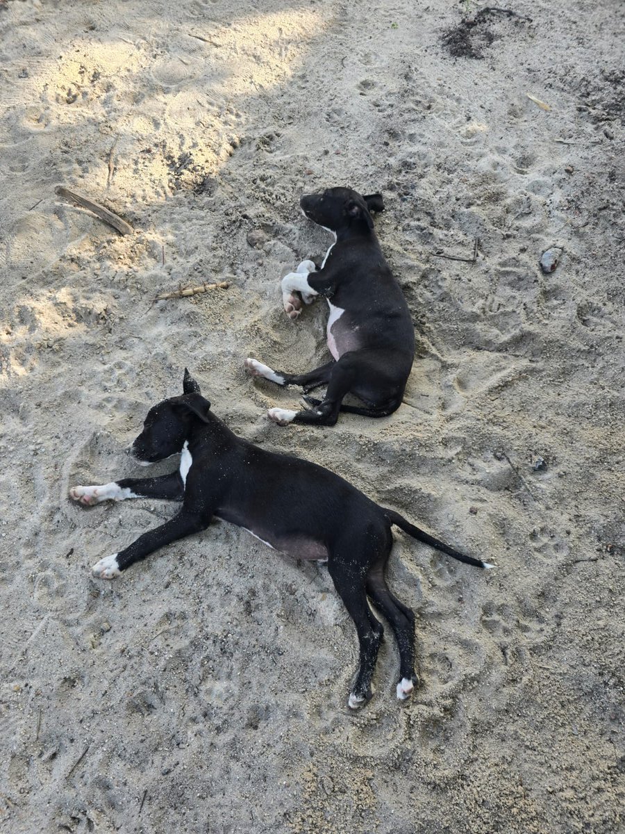 Estos cachorros precisan un hogar, son hembra y macho, aprox 4 meses. Están en la zona entre paso de la arena y Melilla.
