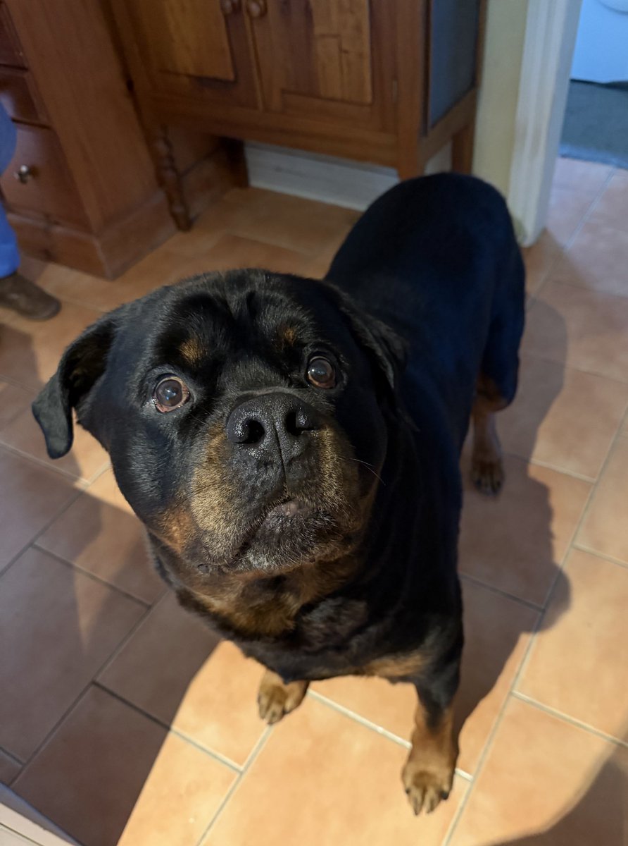 UnicrnShtMttrs's tweet photo. The face you give when youโve just been advised youโre not having breakfast because you have to spend the day at the vet for blood tests!
#BossTheRotty https://t.co/h7YF0tGHRV