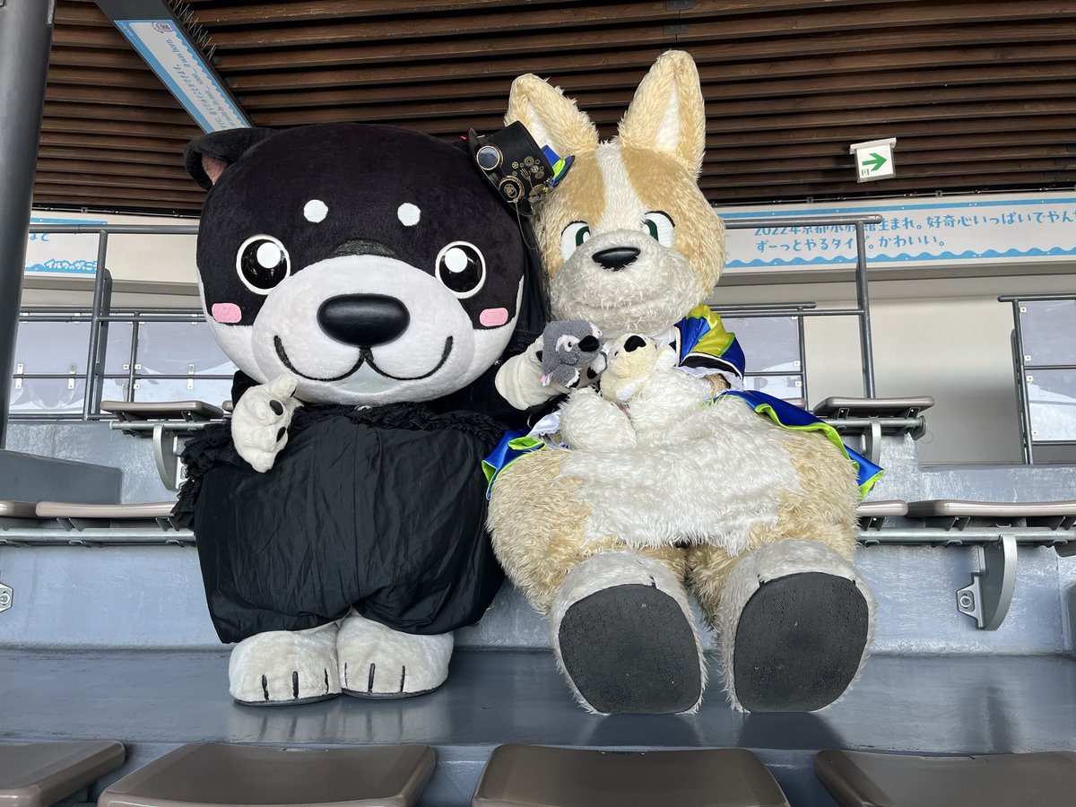 和み柴っこ【公式】 (@nagomi48) / Posts / X