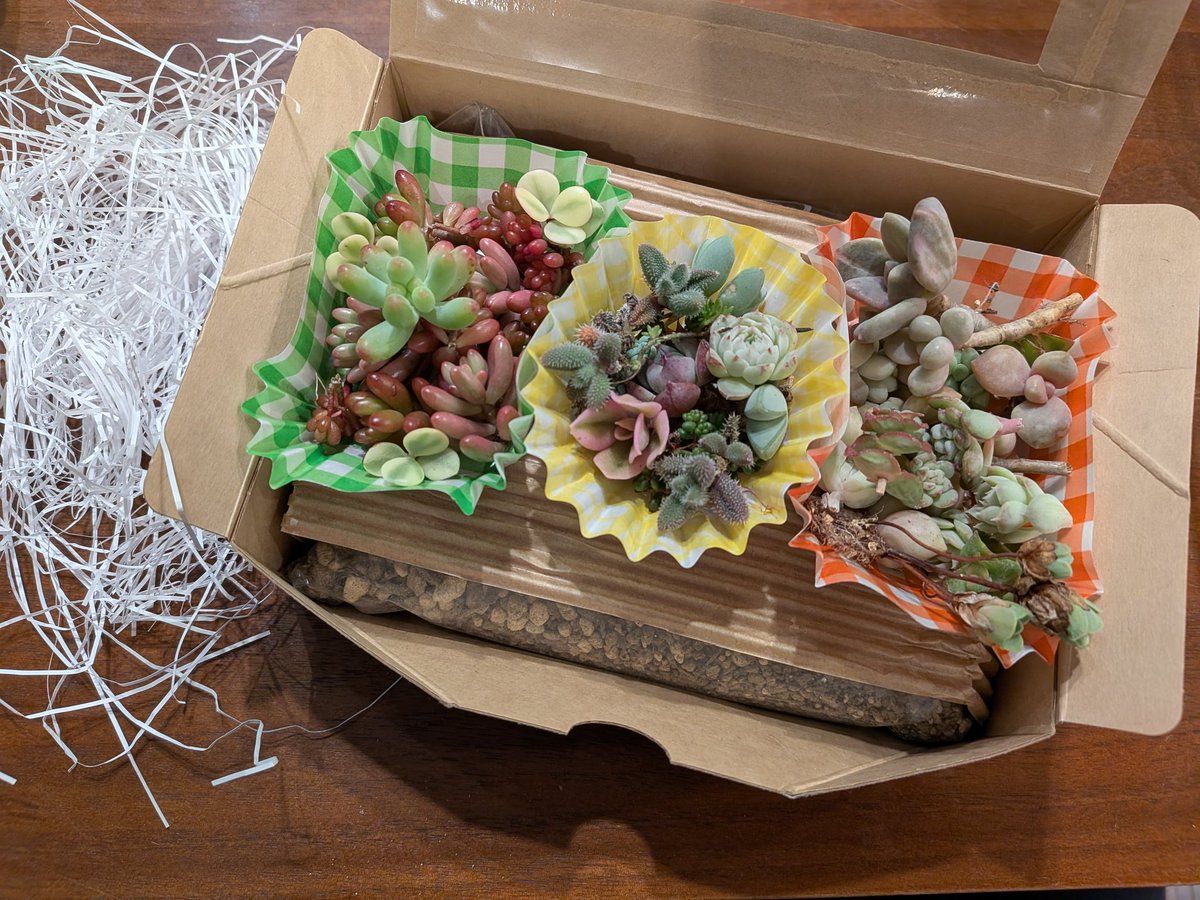 職場持ってく多肉セット🌱 100均ピンセット付属したかった 2段構え