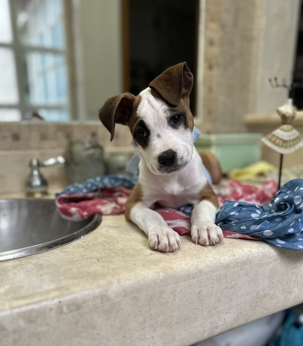 Razones por las que creo que una familia sería muy feliz con Alquimia:

1. Tiene unas manchitas preciosas y una de las caritas más tiernas que he visto

2. Es súper juguetona y curiosa, es súper sana y equilibrada física y emocionalmente 💗