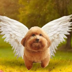 Oh boy! Im so ready to grind out work during the holidays! It will be a busy holiday so i have to be there and support my work place!

The kappahitler particle going through my immune system: