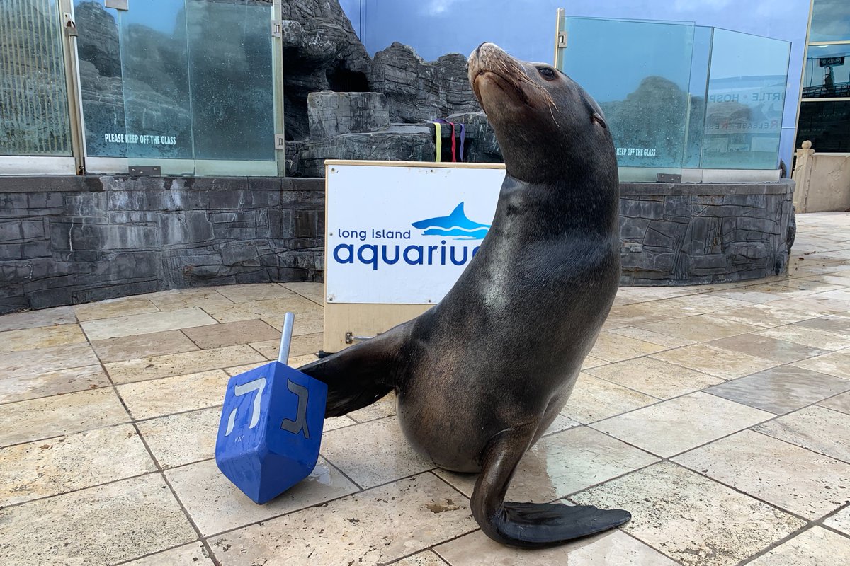 Wishing you a joyful evening on this last night of Hanukkah 🕎