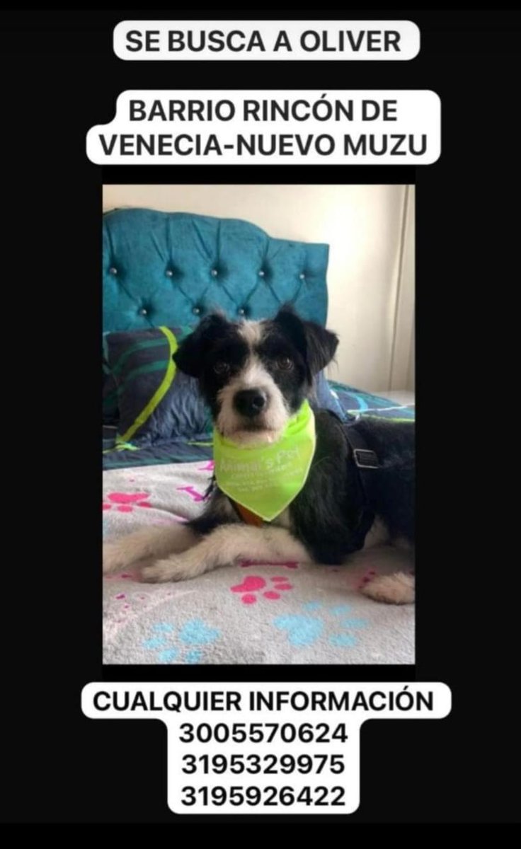 Osli2026's tweet photo. 🆘️🆘️ #Bogotá Oliver se perdió en ayer en horas de la noche, por la pólvora  Barrio Rincón de Venecia,  ayudemos a difundir, su familia está desesperada🙏🏻 @MONYRODRIGUEZOF @labrujavolando @andreanimalidad @PlataformaALTO @ColombiaOscura @DanielSamperO @MilooFrio https://t.co/gajPyvb5JC