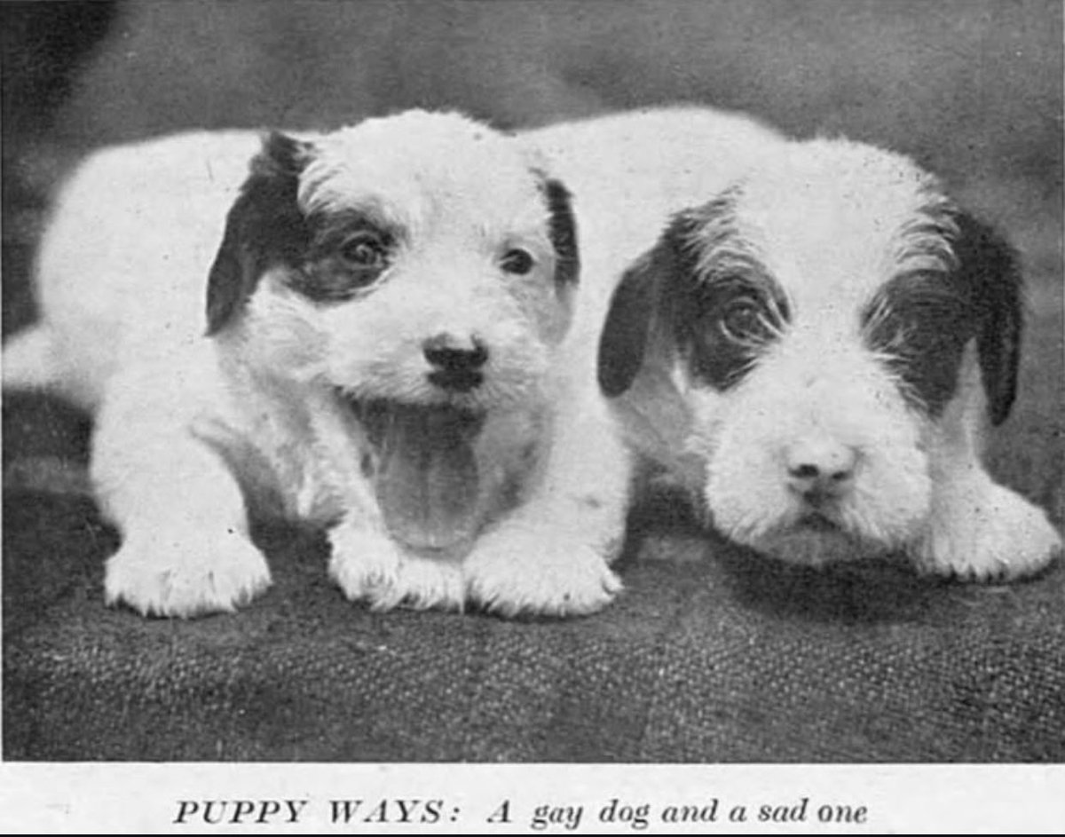 whotfisjovana's tweet photo. there are two dogs inside you https://t.co/pAbrbhsV2m