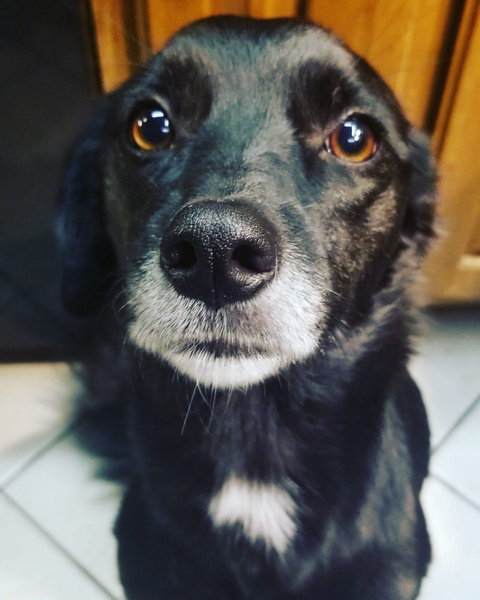 shaindelr's tweet photo. If you're looking for a last-minute present for the pet lover in your life, I'm a brand ambassador for #WisdomPanel ! Here's my discount link: https://t.co/FKfC4vnTjf #dogs #cats And that's my dog Denali ๐ https://t.co/DAZZ4DliN8
