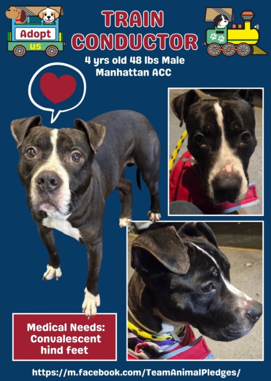 NMBewitched's tweet photo. Dear MS Santa🤶
I hear the elves are trying to kidnap the perfect man. To fulfill Ladie's #ChristmasList I am confused as I am right here at #NYCACC waiting...
I know they think the "perfect man" has 2 legs🙄
But we know he has 4 legs, a heart full of unconditional love & looking for a safe place to live.
As you look for my home, would you send me boots for my back feet? They have sores & it hurts to walk long distances & then they bleed.
Thank you
Yours Always,
Train Conductor/Trampoline
#AdoptMe
https://t.co/KBbuA5nX5g
#HomeforChristmas