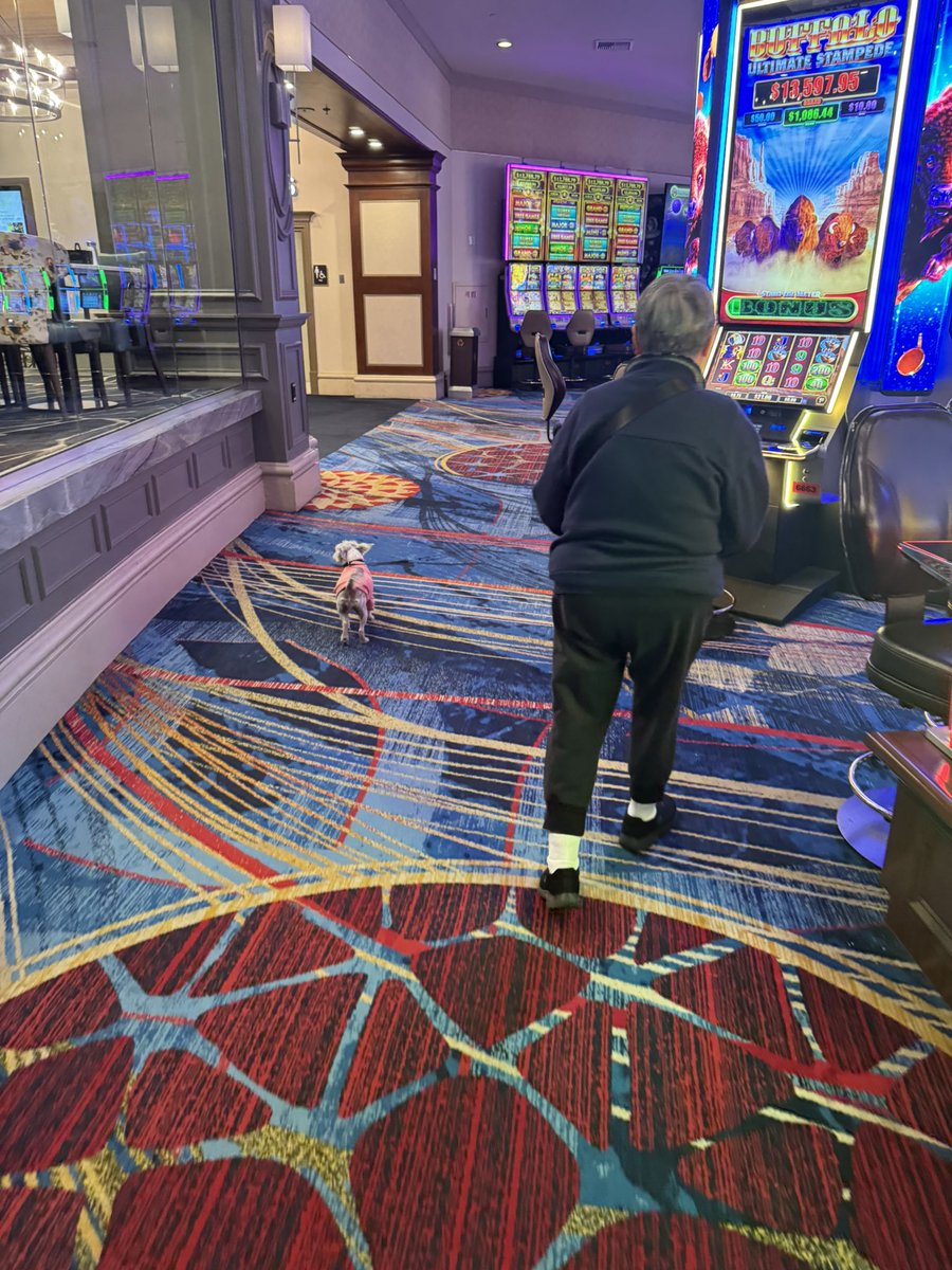 mspc's tweet image. I love dogs but who thinks this is ok?