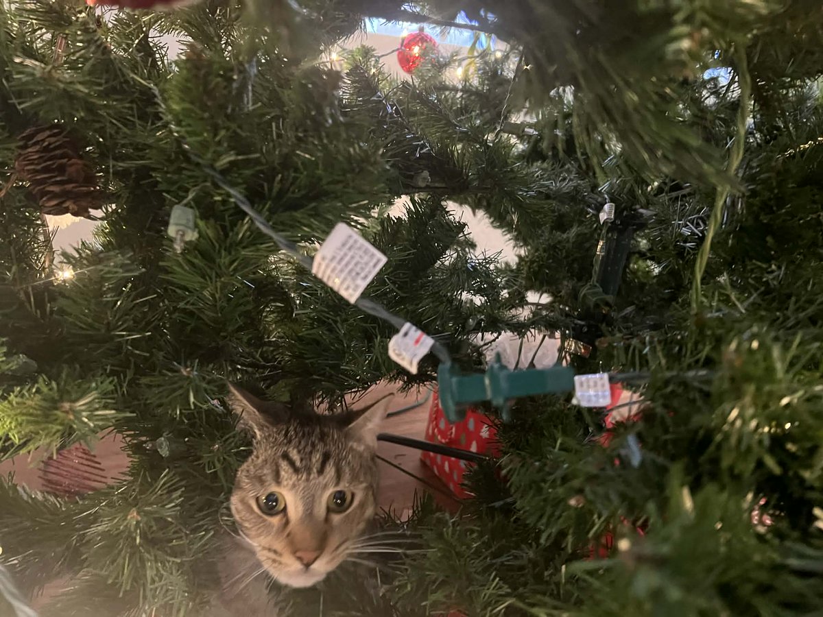 SWMaybelline's tweet image. maybellinebook.com
Leo the Lab Report:
I'm trying to keep Ziggy in the house so he doesn't run the neighborhood and meet an unexpected coyote. The genius decided to do a self-portrait for Christmas gifts.
#ChristmasGiftIdeas #ChristmasVibes #guarddog #Guardkitty #worklife