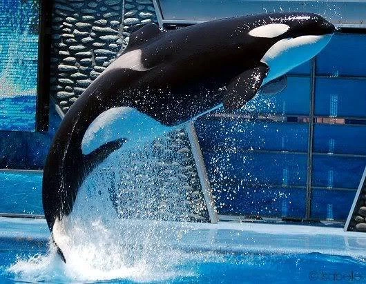 i am so unbelievably heartbroken at the death of SeaWorld's Katina today

Katina was the oldest orca at the Orlando park