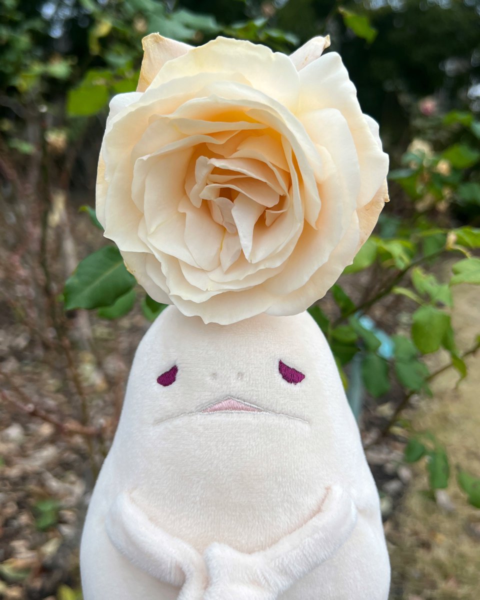 ふにすけ (@funisuke593) / Posts / X