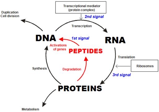 AbudBakri's tweet image. Collagen is rich in several peptides that having skin effects

It’s not that the collagen itself gets absorbed and used in the skin and joints. It’s these di/ tri peptides that exert effects 

Gly-pro, pro-hyp, gly-his-lys (GHK-copper)

This was the central thesis of Khavinon’s…