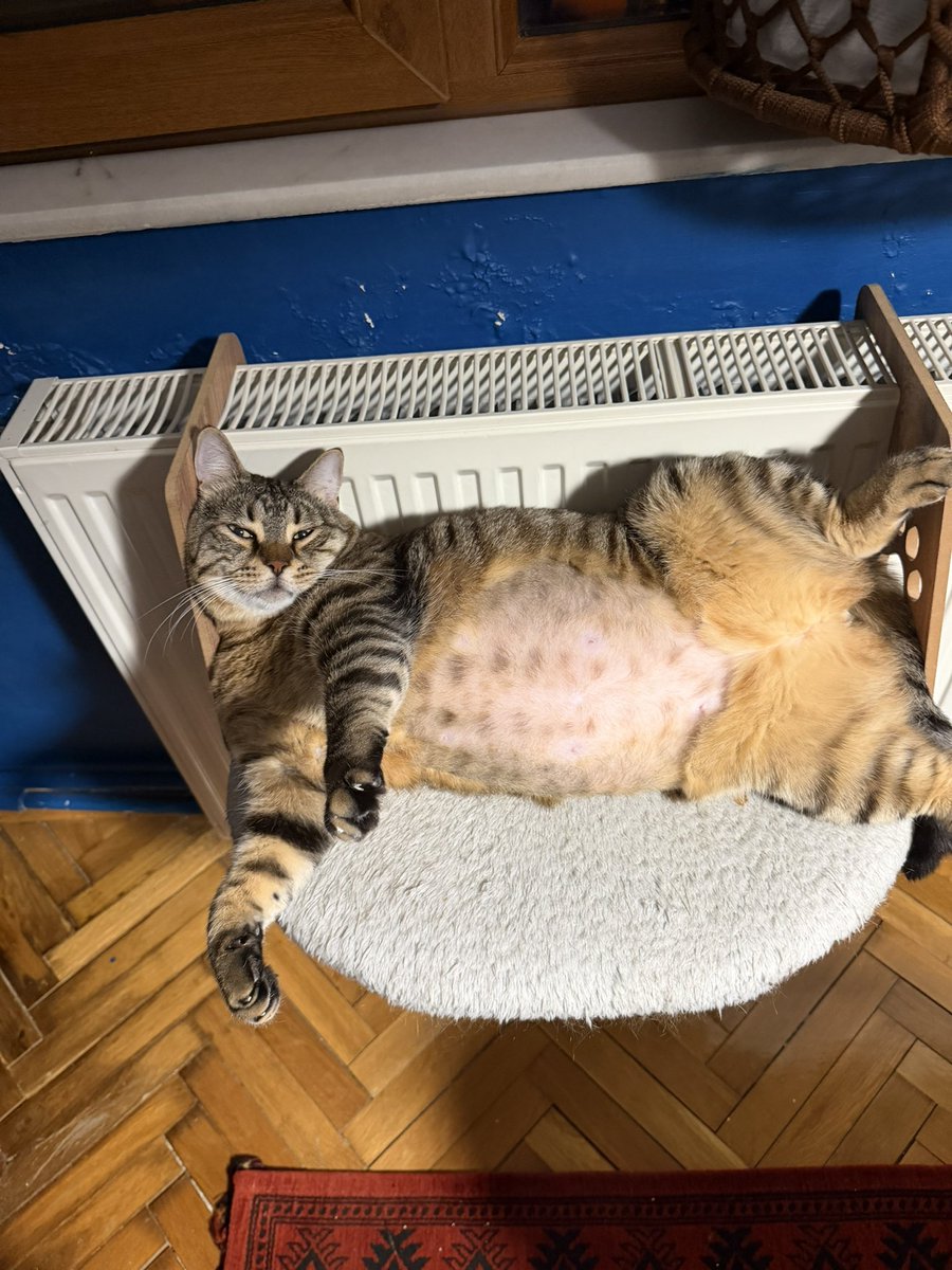 Bu danamız da bütün gün burada böyle yatıyor.