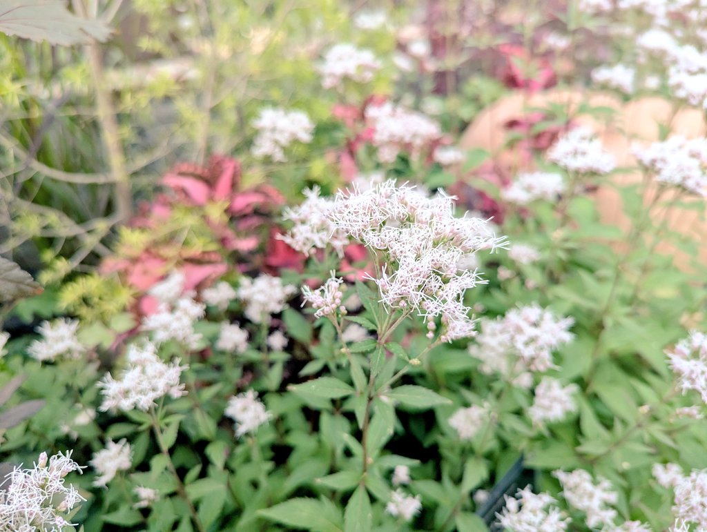 *
人の心は尊い
その尊い心から
あなたは何を生みますか
慈しみですか
憎しみですか
同じ水を飲んでも
蠍は毒を作り
牛は乳を出すように
同じ尊い心をもっていても
生み出すものが憎しみならば
他人を大切にしないばかりか
自分の心の尊さも汚し
大切にしていないことになるのです

*

#ﾏﾕﾘ