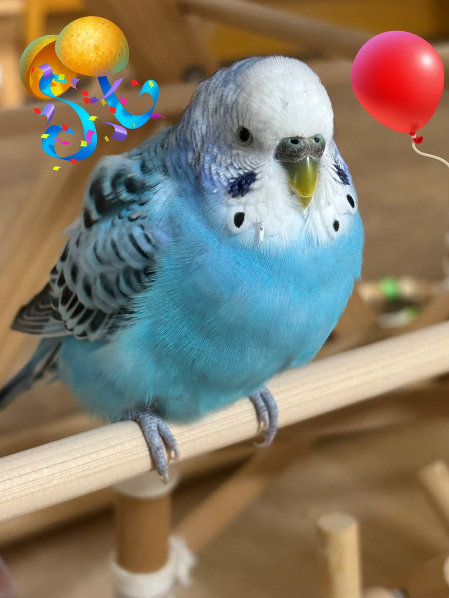 🦜くうちゃん🦜 (@kuu_channel222) / Posts / X