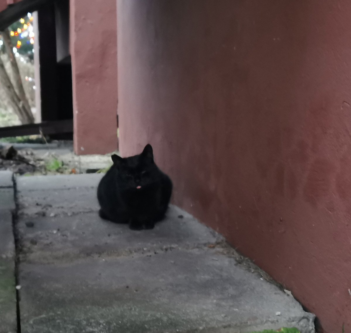 #Trixi przyszła na przysnak, #Kastorek trzyma się na bezpieczną odległość. Jest bardziej nieufny po tym jak ktoś mu zrobił krzywdę, dlatego ma wysuniety języczek i ma klopot z gryzieniem...