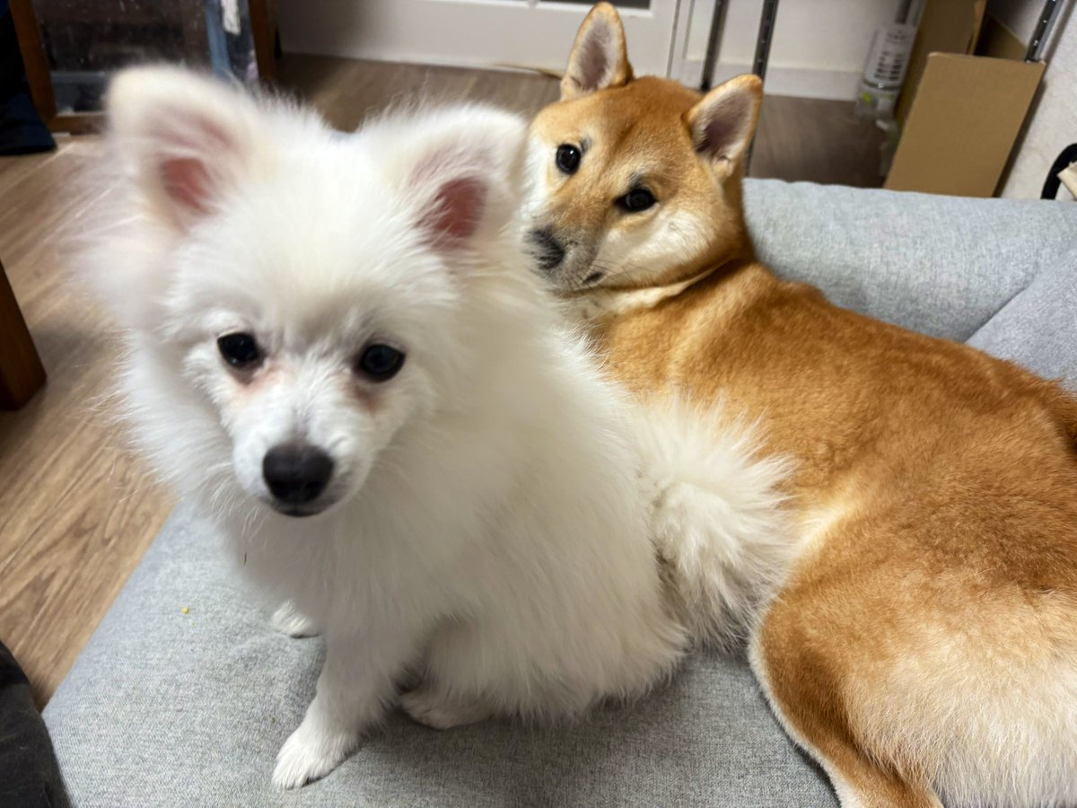 柴犬のぱん🍞とポメラニアンのしゃり🍣 (@pan04pan22) / Posts / X