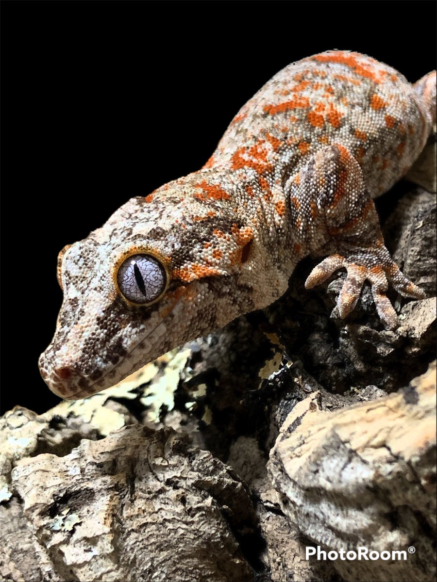 ⭐️シンソウ様　3点おまとめ ꙰ かずぴょん🐰💗 ꙰ (@king41310146) / Posts / X